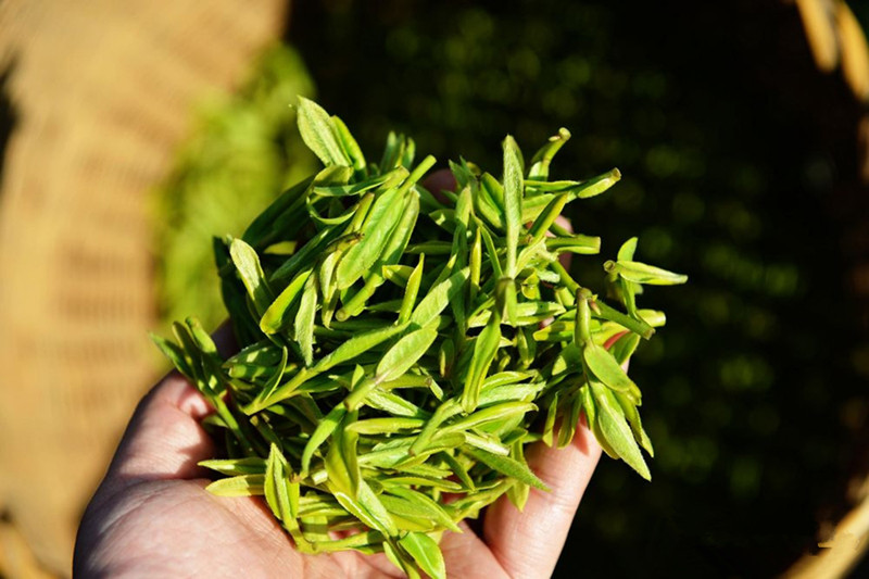 Feuilles de thé Longjing fraîchement cueillies Feuilles de thé Longjing fraîchement cueillies